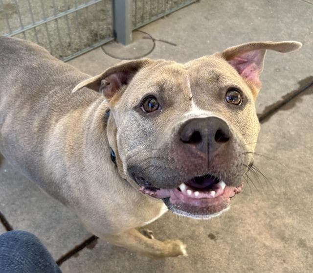 Shyann - Pit Bull Terrier