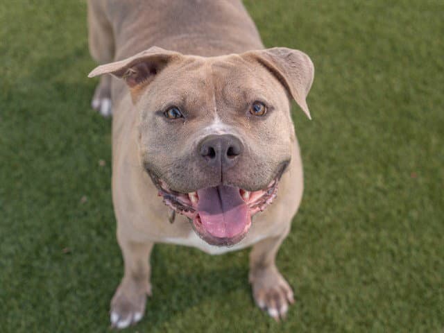 Shyann - Pit Bull Terrier
