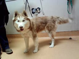 Kenai image 1