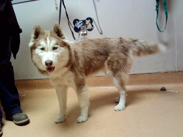 Kenai - Siberian Husky