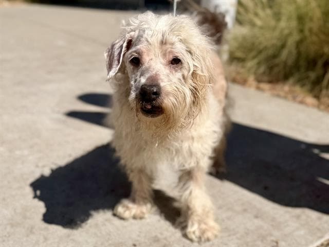 Unknown - Terrier