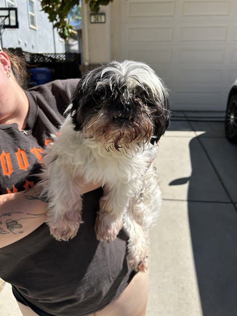 Rocky - Shih Tzu