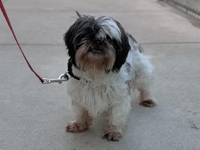 Rocky - Shih Tzu