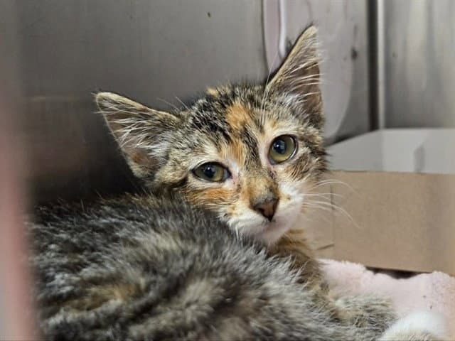 Unknown - Domestic Short Hair