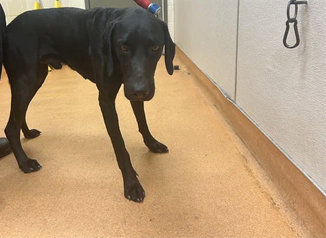 Unknown - German Shorthaired Pointer