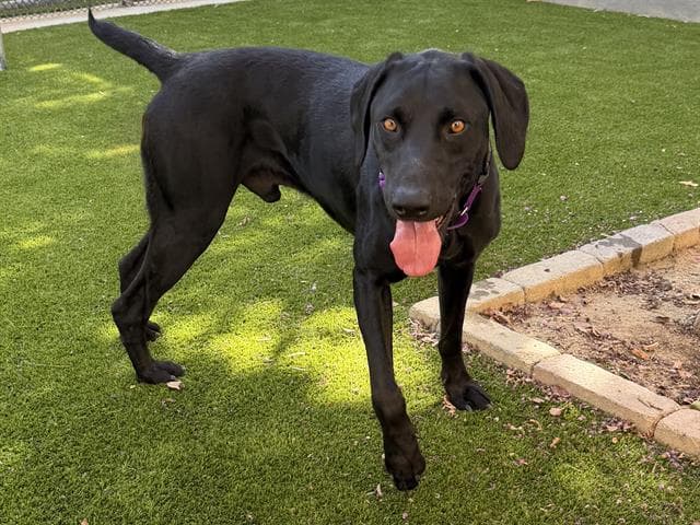 Unknown - German Shorthaired Pointer