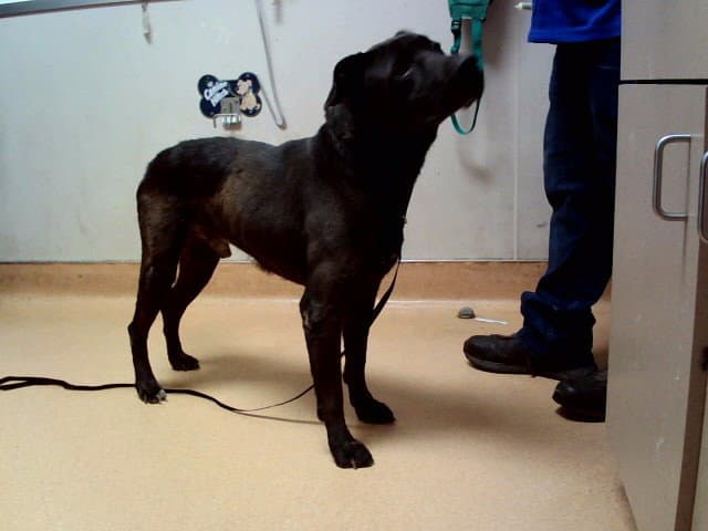 Zack - Labrador Retriever