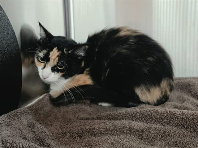 Unknown - Domestic Short Hair