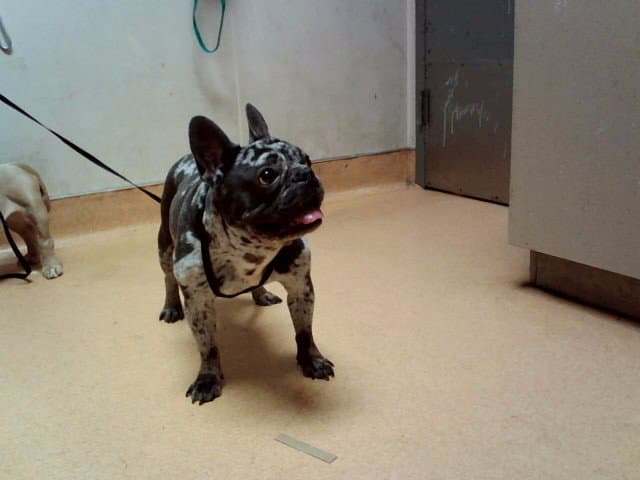 Unknown - French Bulldog