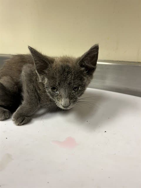 Unknown - Domestic Short Hair