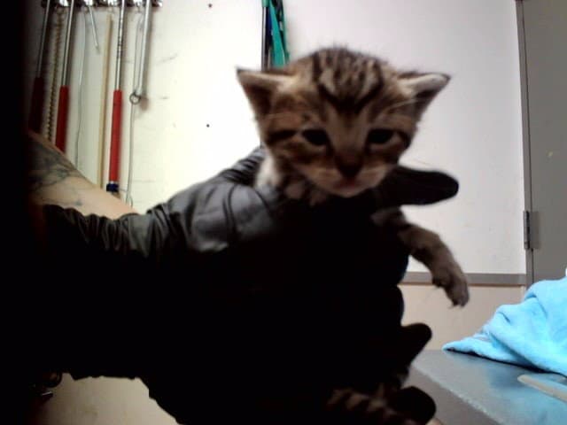 Unknown - Domestic Short Hair