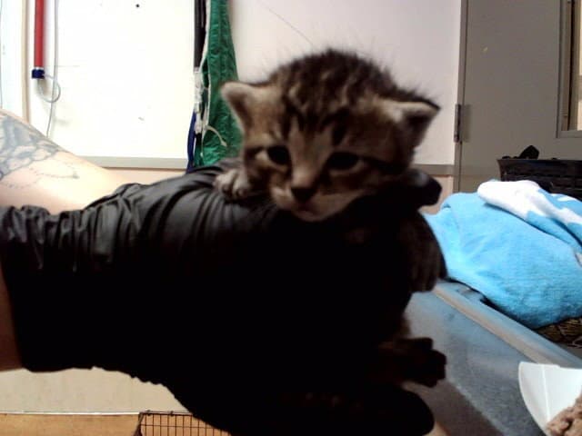 Unknown - Domestic Short Hair