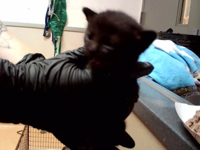Unknown - Domestic Short Hair