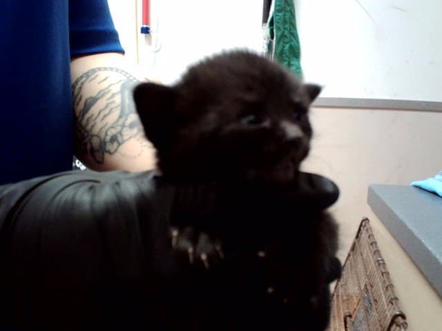 Unknown - Domestic Short Hair