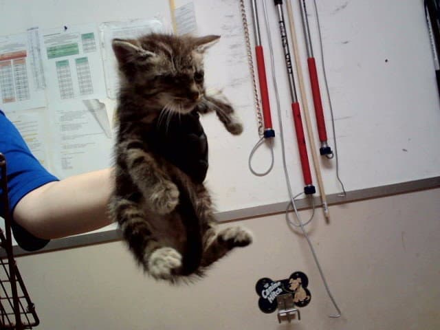 Unknown - Domestic Short Hair