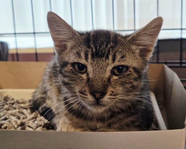 Unknown - Domestic Short Hair