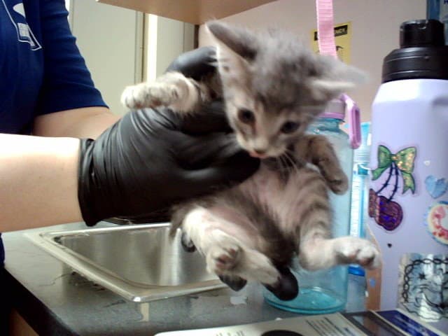 Unknown - Domestic Short Hair