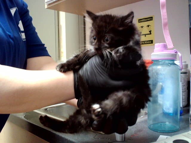 Unknown - Domestic Short Hair