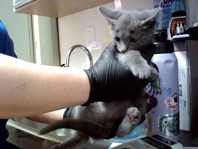 Unknown - Domestic Short Hair
