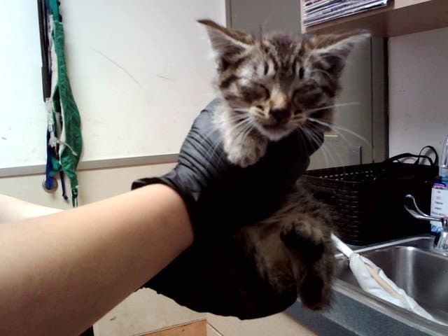 Unknown - Domestic Short Hair