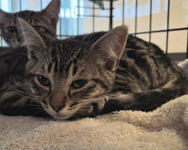 Unknown - Domestic Short Hair