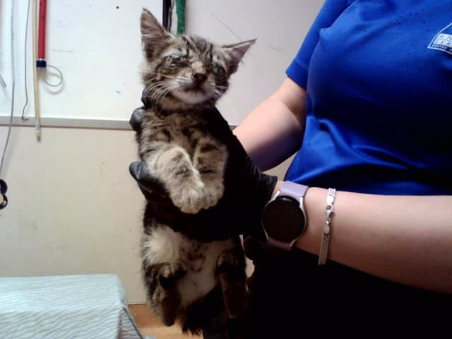 Unknown - Domestic Short Hair