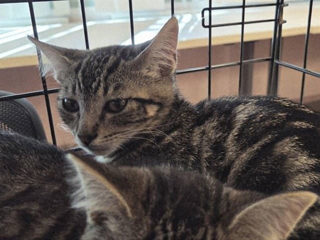 Unknown - Domestic Short Hair