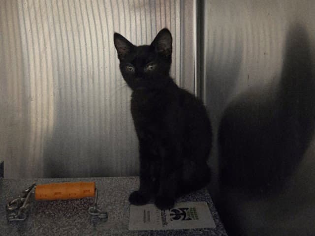 Unknown - Domestic Short Hair
