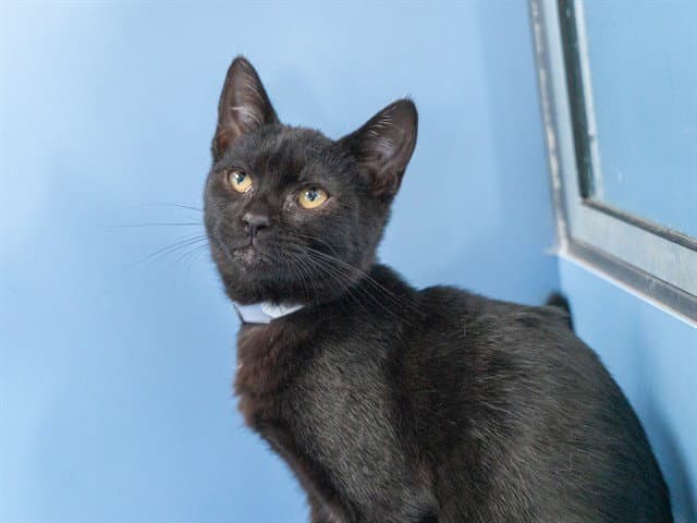 Unknown - Domestic Short Hair