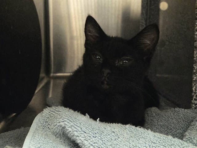 Unknown - Domestic Short Hair