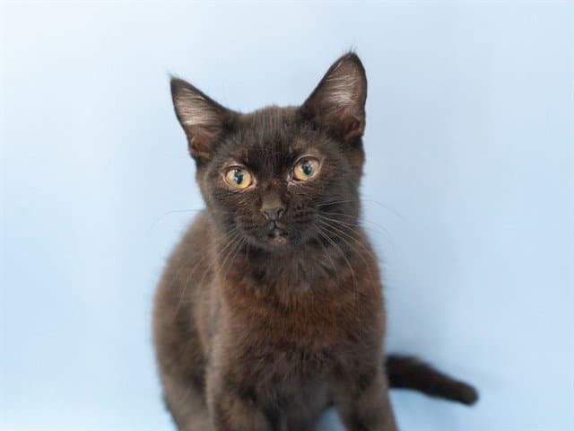 Unknown - Domestic Short Hair