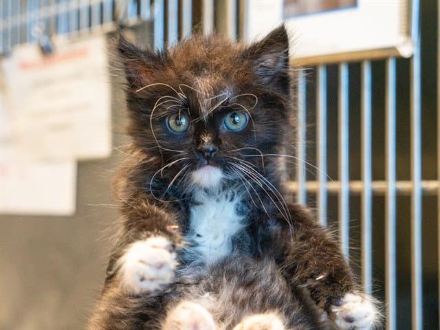 Ben - Domestic Medium Hair
