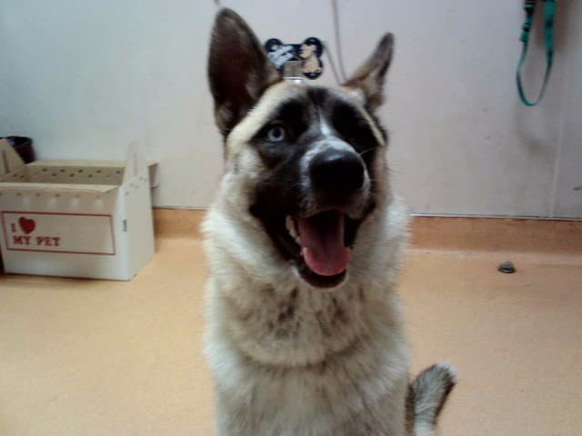 Gemini - German Shepherd Dog