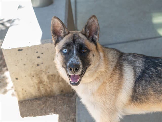 Gemini - German Shepherd Dog