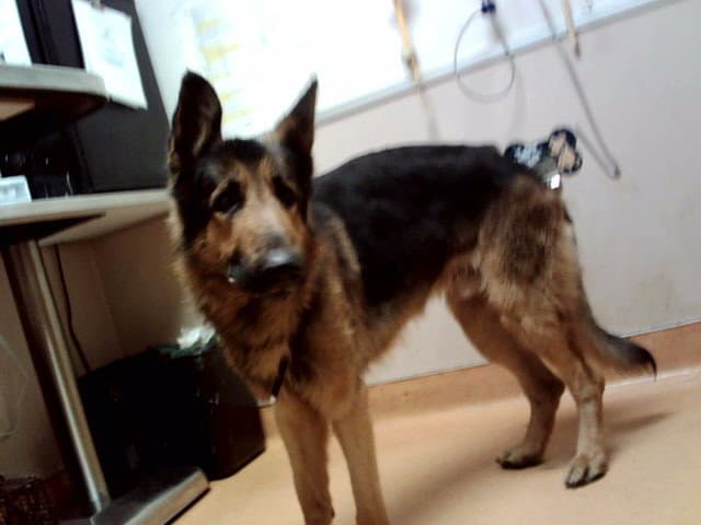 Duncan - German Shepherd Dog