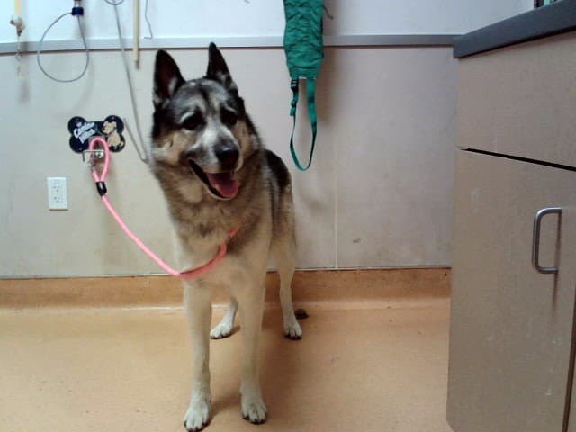 Stan - German Shepherd Dog