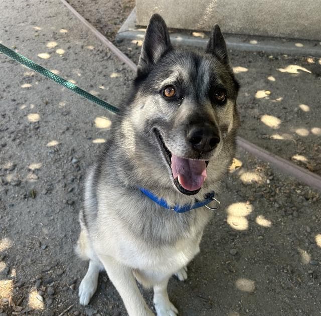 Stan - German Shepherd Dog