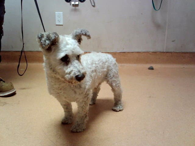 Oslo - Terrier