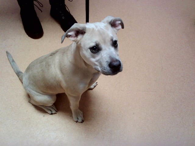 Terrance - Pit Bull Terrier