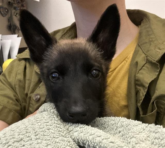 Mavis - Belgian Shepherd Malinois