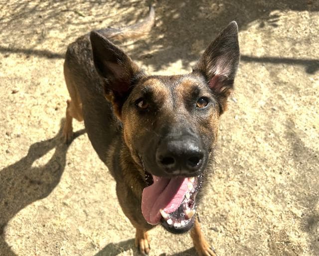 Jessa - Belgian Shepherd Malinois