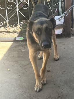 Max image 1
