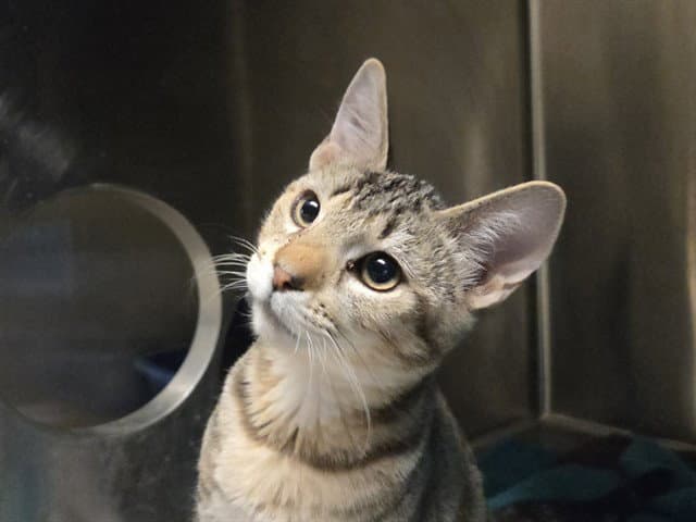 Mowgli - Domestic Short Hair