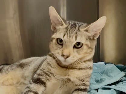 Mowgli - Domestic Short Hair