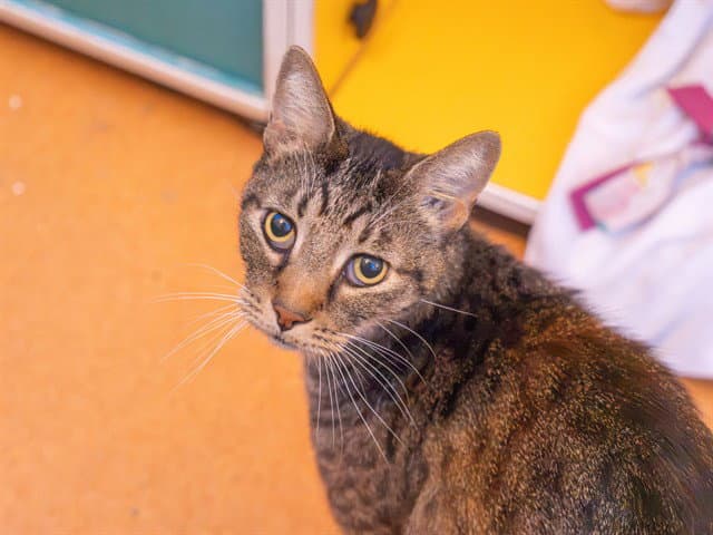 Jamal - Domestic Short Hair