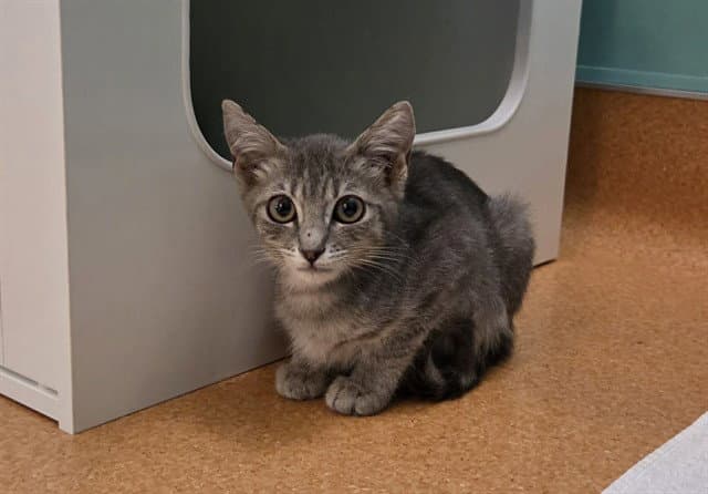 Unknown - Domestic Short Hair