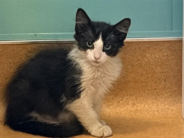Unknown - Domestic Medium Hair