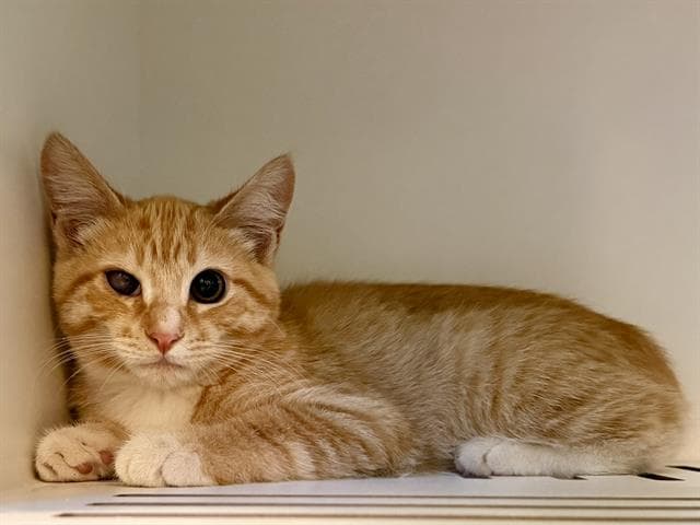 Unknown - Domestic Short Hair
