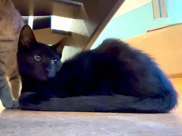 Unknown - Domestic Short Hair