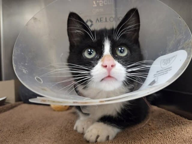 Alex - Domestic Short Hair